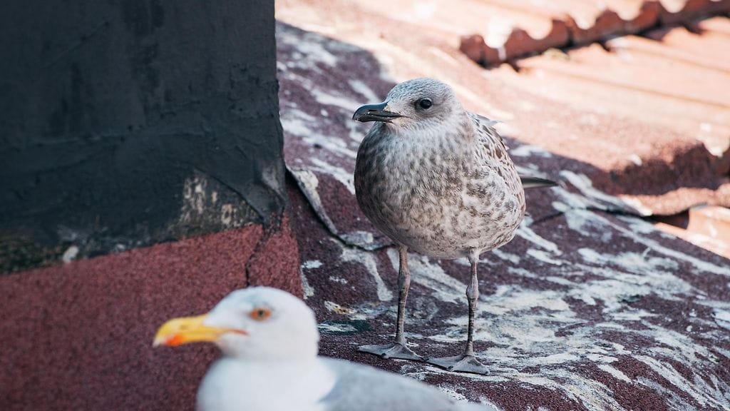 shutterstock_2552490883