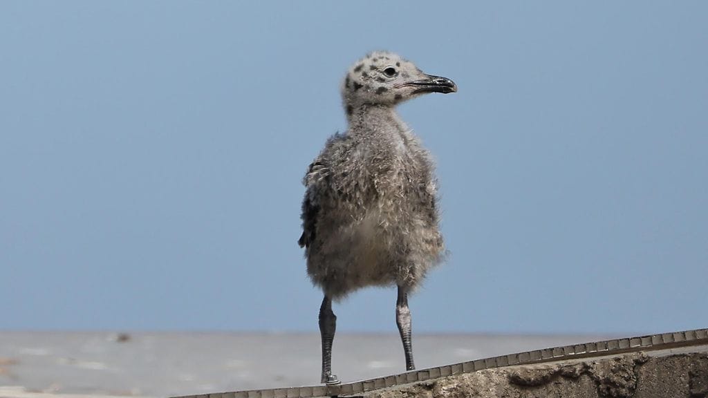 shutterstock_2637528741