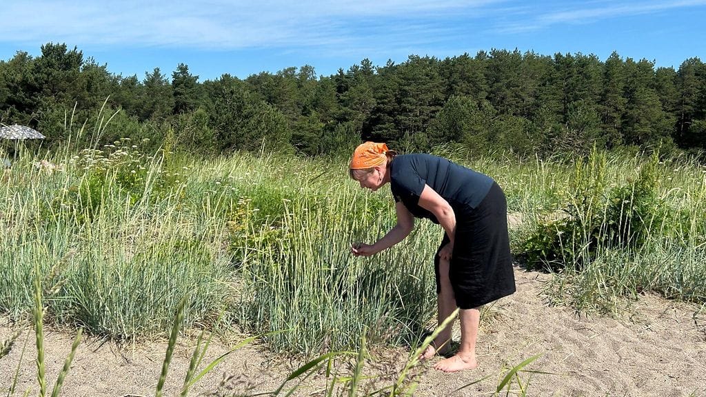Meri, rantavehnä, Terhi Ryttäri