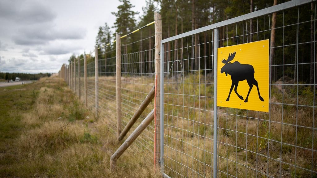 Lahdenväylällä tapahtui hirvikolari. Kuvituskuva.