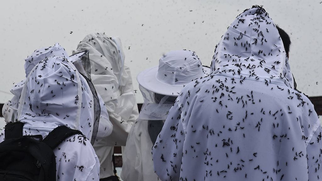 AOP Parvi ”rakkauskärpäsiä” (lovbebugs) ihmisten kimpussa lähellä Gyeyangsan-vuoren huippua Incheonissa Etelä-Koreassa 3. heinäkuuta 2025.