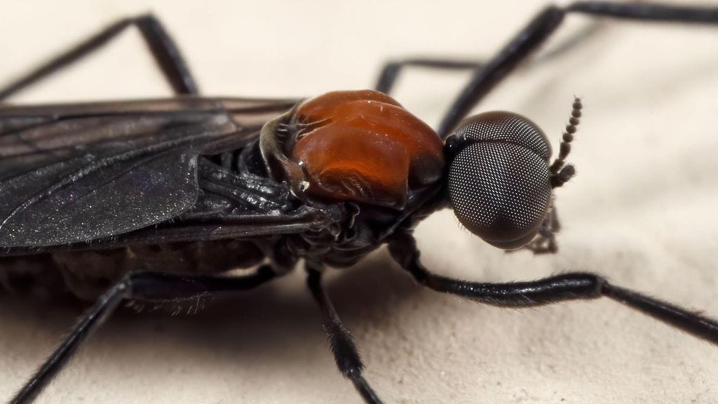 AOP ”Rakkauskärpänen” (Plecia nearctica) lähikuvassa.