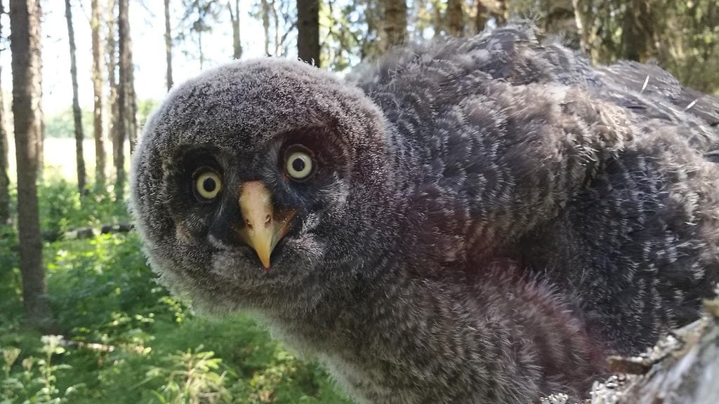 Tämä lapinpöllön poikanen kuvattiin Lapissa eikä se liity uutiseen.