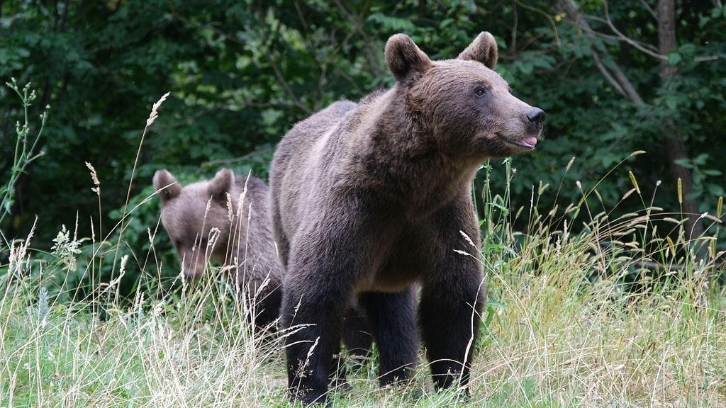 Nämä karhut kuvattiin Transfagarasanin valtatiellä Transilvaniassa Romaniassa elokuussa 2024. Ne eivät oletettavasti liity tapaukseen.