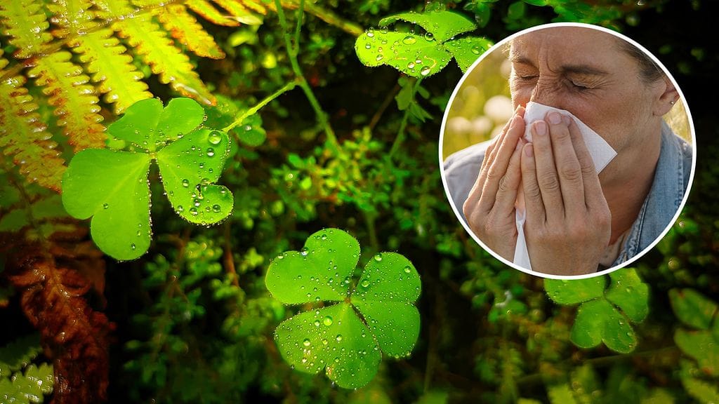 Tyypillisesti sateet helpottavat siitepölyallergikkojen oireita. Kosteus kuitenkin helpottaa allergisoivien homeitiöiden leviämistä.