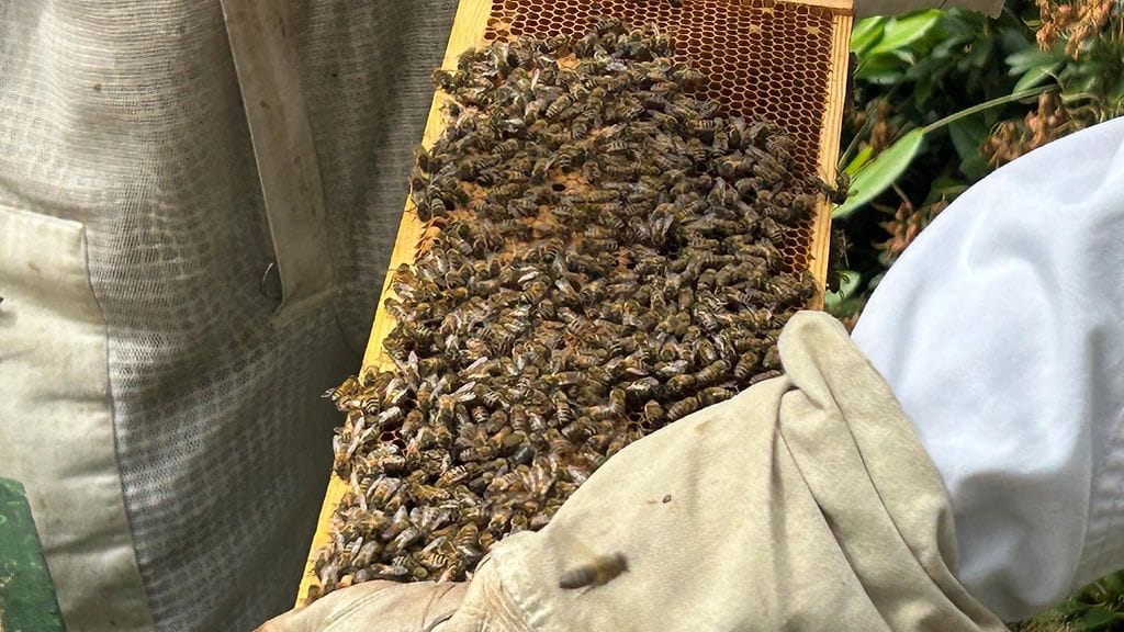 Upinniemi, mehiläiset, mehiläiskenno