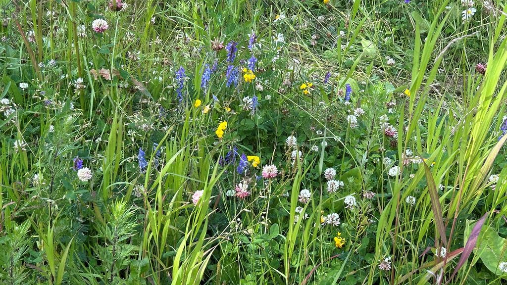 Upinniemi, kukkaniitty, monimuotoisuus