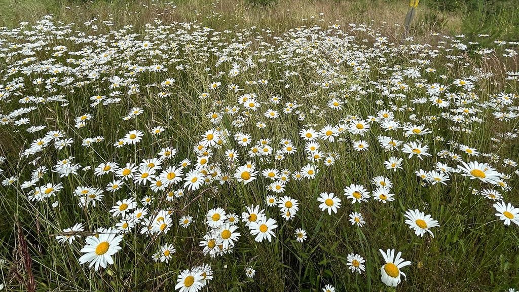 Upinniemi, päivänkakkarat, monimuotoisuus