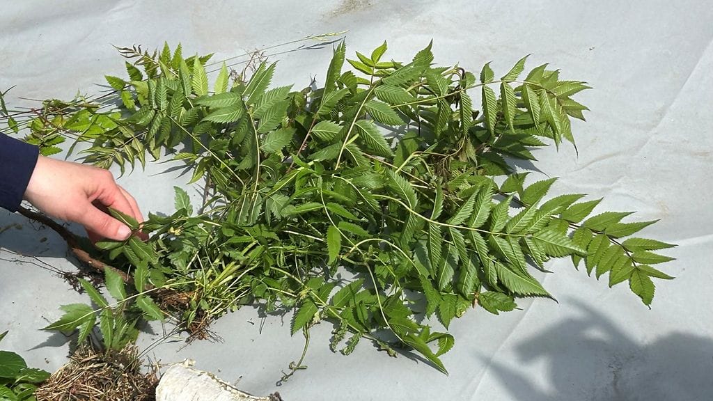 Upinniemi, haitallinen vieraslaji, viitapihlaja-angervo