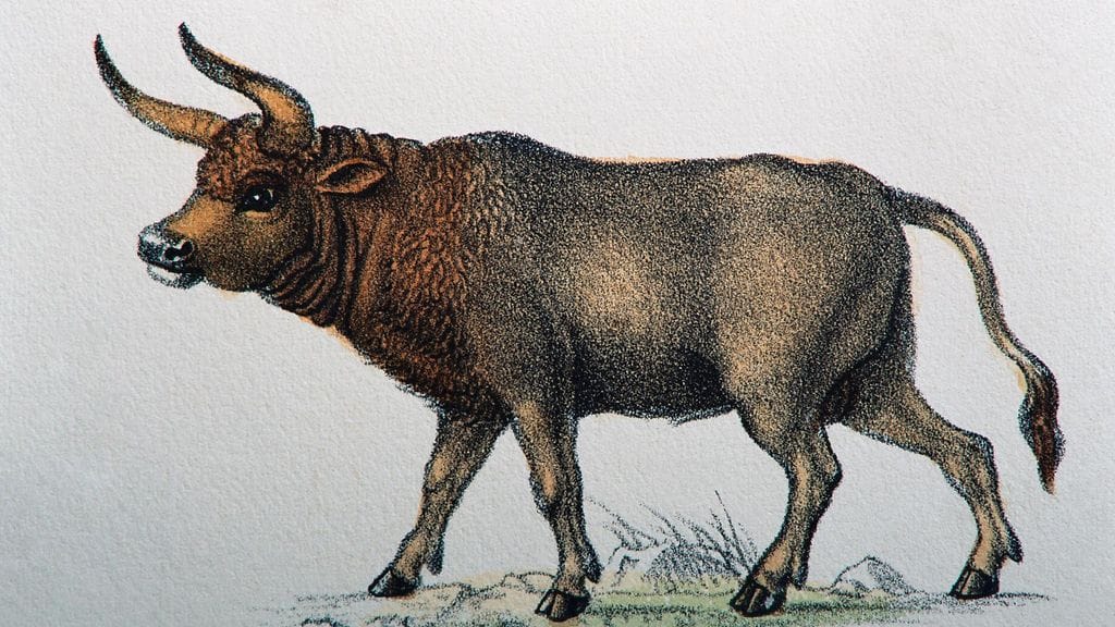 AOP Kuvassa taitelijan esitys alkuhärkä-eläimestä.