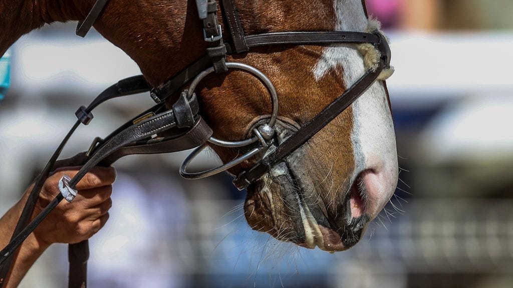 Kuvituskuva ravihevosesta.