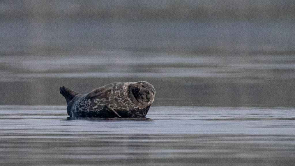 Kaikki verkot ovat aina saimaannorpalle vaarallisia, muistuttaa Metsähallitus. Kuvituskuva.