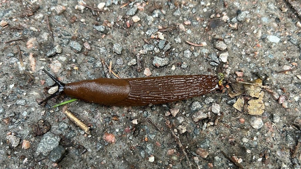 tappajaetana, espanjansiruetana, haitallinen vieraslaji, vieraslajit