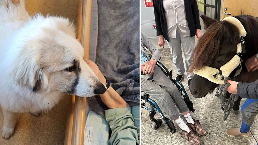 Kyselyn perusteella eläinten läsnäolo tukee ikäihmisten hyvinvointia "silminnähden".