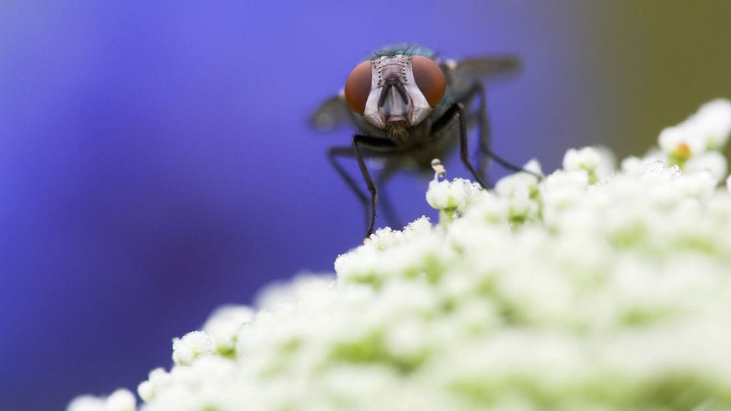 Cochliomyia hominivorax -kärpänen kuvattiin kukan päällä Pennsylvaniassa Yhdysvalloissa.