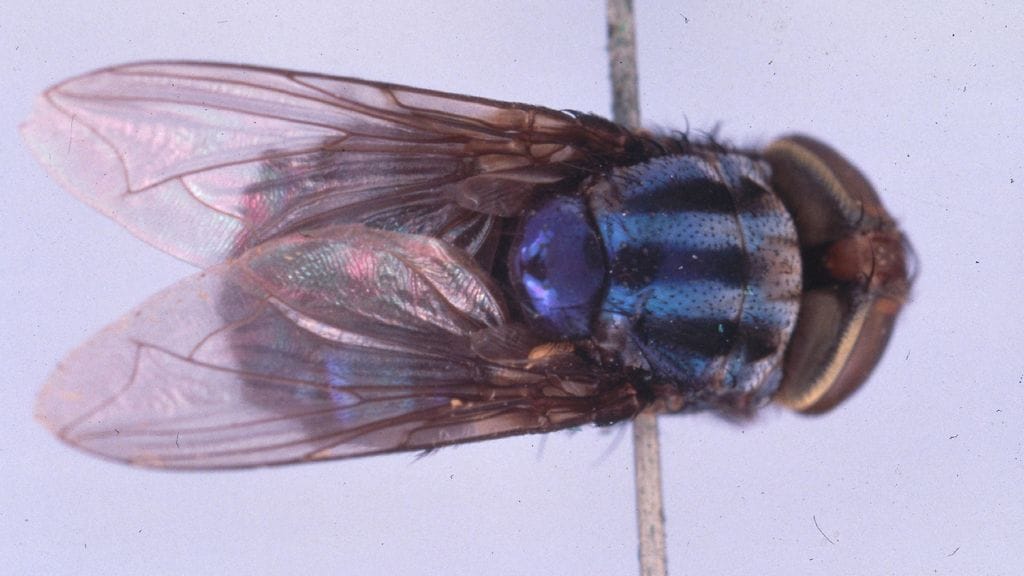 AOP Kuvassa aikuinen Cochliomyia hominivorax, eli New Word Screwworm fly.