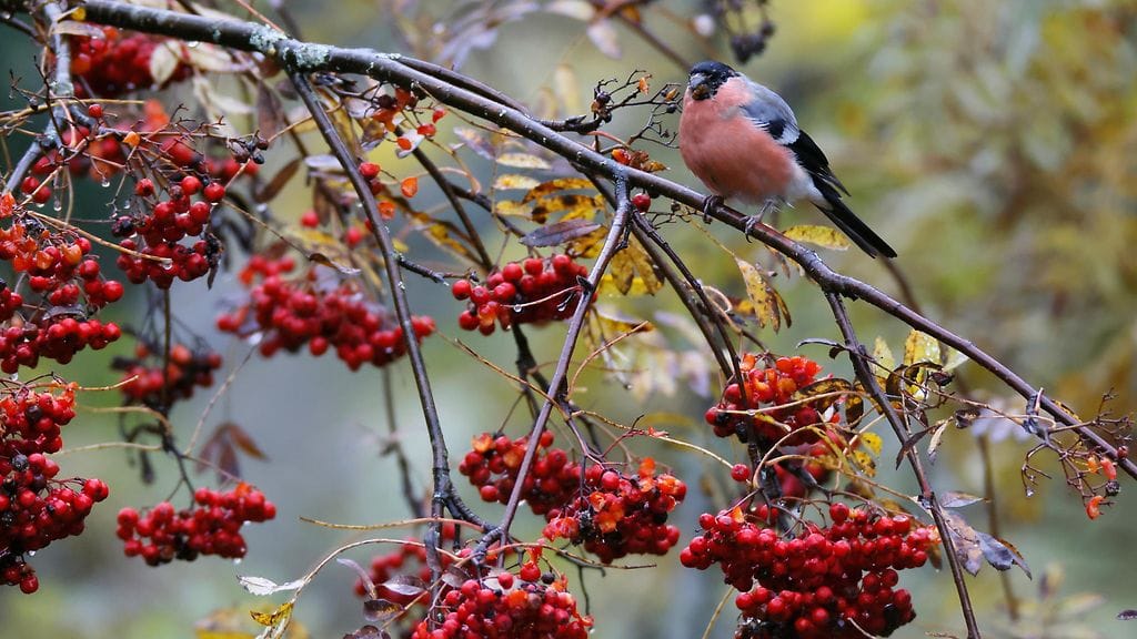 Sovelluksessa oleva tekoäly auttaa lintujen tunnistamisessa.