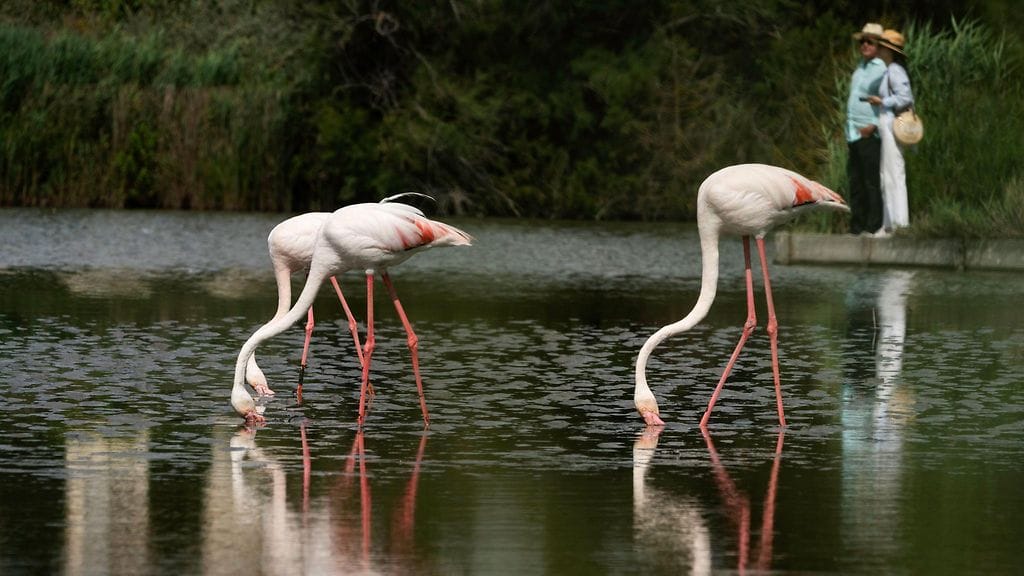 Flamingojen häätäminen ja pelottelu on ollut odotettua vaikeampaa.