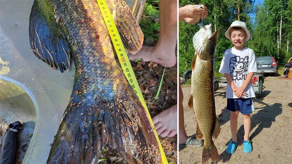 8-vuotiaan Brodien onkeen iski valtava hauki.