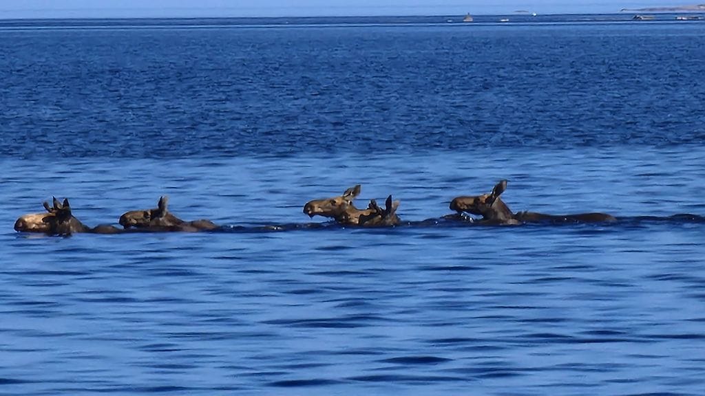Hirvet uintiretkellä. Kuva: Mikael Savonen