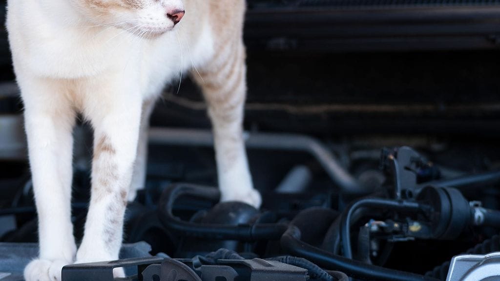 Reno-kissa matkasi vahingossa Limingalle. Kuvituskuva.