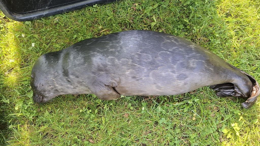 Tänä vuonna syntynyt saimaannorppa löydettiin verkkoon hukkuneena Pihlajavedellä Savonlinnassa sunnuntaina. Etelä-Savossa Savonlinnan alueella löytynyt uroskuutti on neljäs tänä vuonna Metsähallituksen tietoon tullut pyydykseen kuollut norppa.