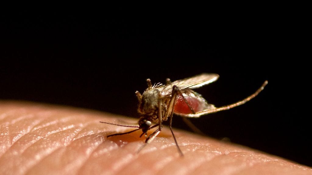 Kesä ja hyttysten kuoriutuminen ovat useamman viikon myöhässä.