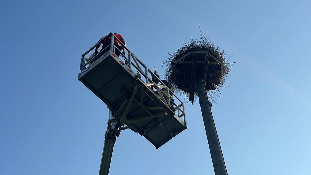 Kattohaikara, pesä, nosturi