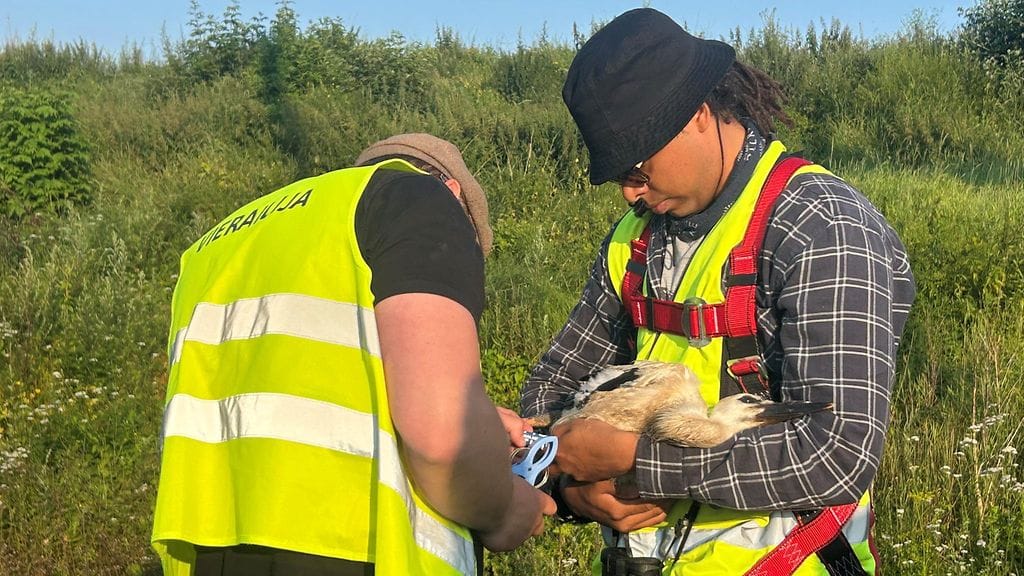 Kattohaikara, rengastus