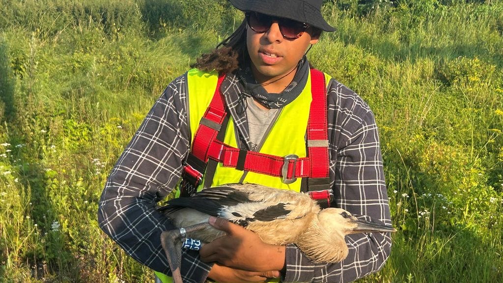 Kattohaikara, linnut, rengastaja, Sebastian Andrejeff