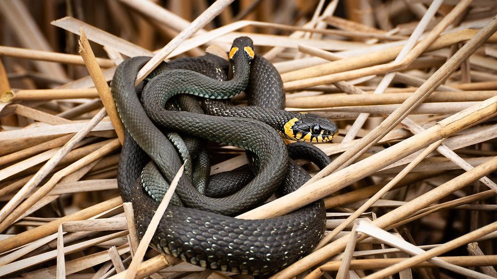 Rantakäärme on rauhoitettu.