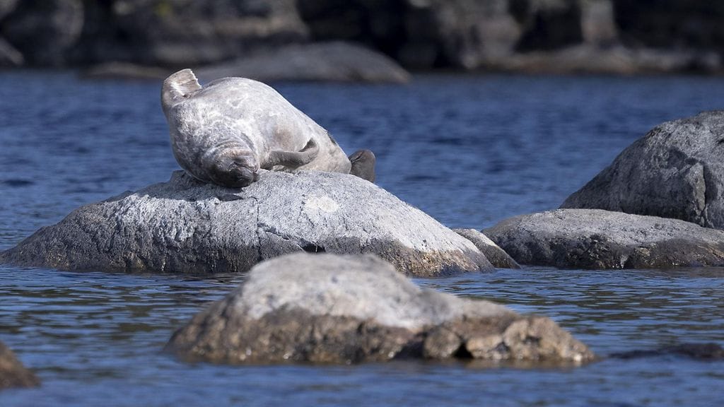 Saimaannorppa Pihlajavedellä 15. toukokuuta. Kuvituskuva.