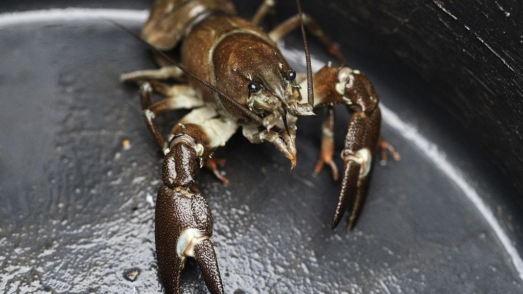 Ravustusta varten tulee hankkia ravustuslupa vesialueen omistajalta.