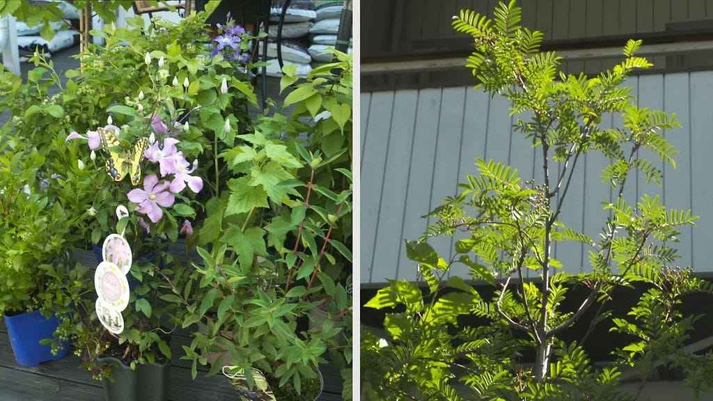 2107, mikrometsä, lajit