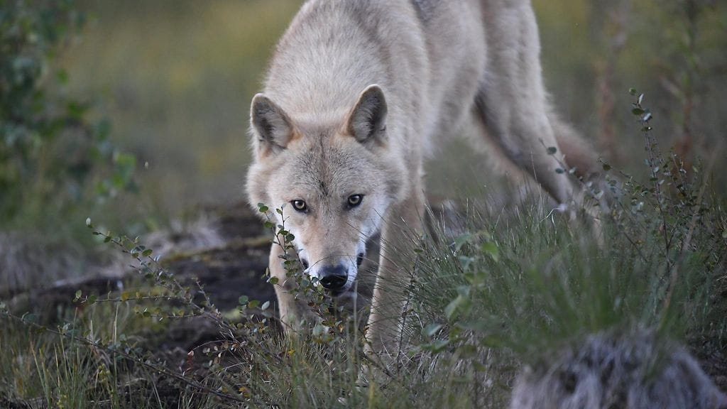 Kuvituskuva. Susi Kuhmon rajavyöhykkeellä 16. elokuuta 2022.