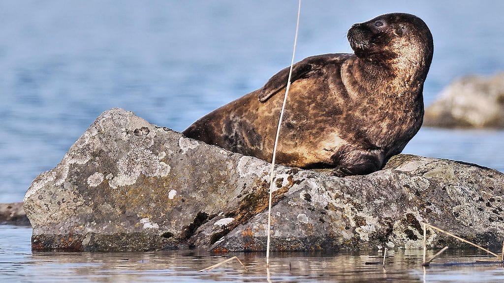 Saimaannorpat kuolivat kumpikin kalastusrajoitusalueella asetuksen mukaisiin verkkoihin. Kuvituskuva.
