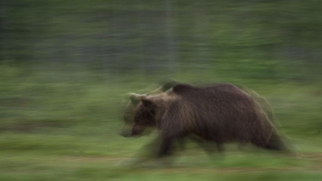 Karhukannan kasvu jatkuu, kun metsästyskiintiöt eivät täyttyneet poikkeuslupien puutteiden vuoksi.