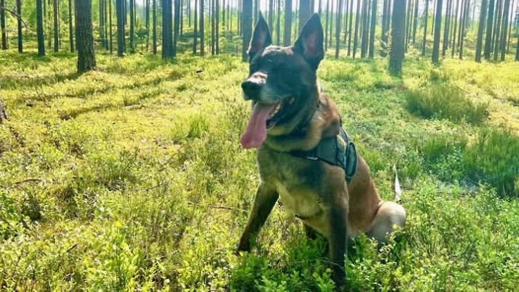 Repe-koira etsi kadonnutta marjastajaa sitkeästi haastavissa olosuhteissa.