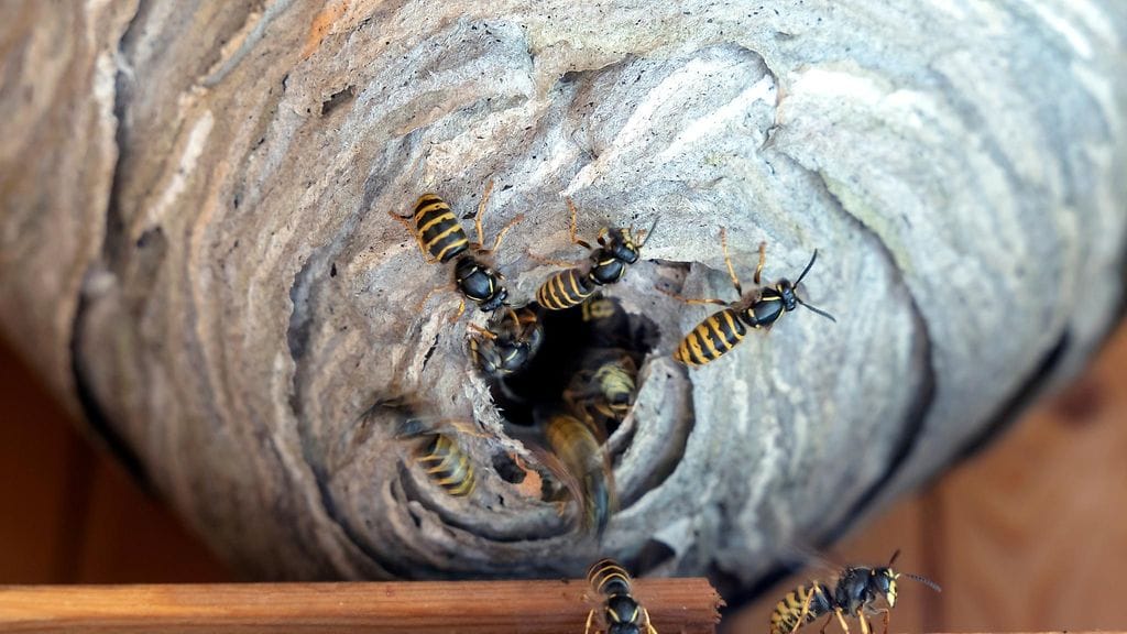 Ampiaisen pisto ei lähtökohtaisesti aiheuta hengenvaaraa ihmiselle, ellei henkilö ole allerginen.