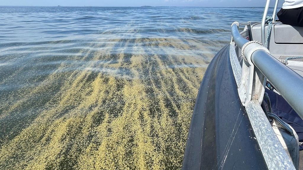Sinilevä saattaa lopettaa uimareissun, ennen kuin veteen asti edes pääseekään.