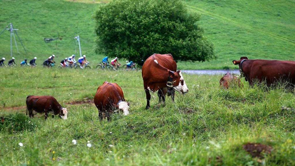 Lehmiä arkistokuvassa Ranskan ympäriajon varrella.