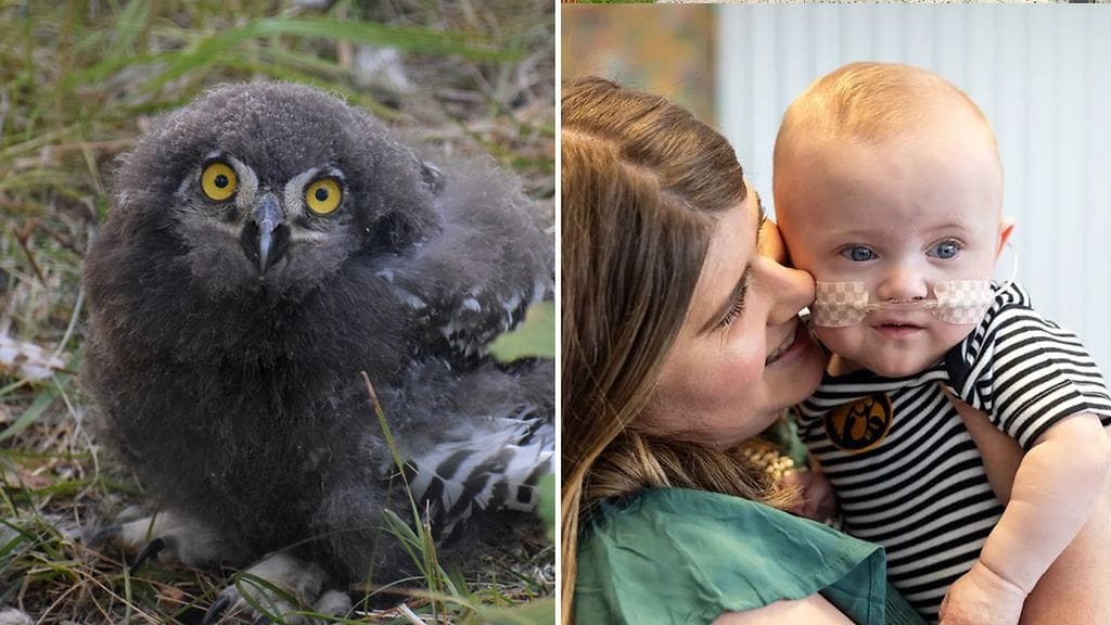 Ähtärin eläinpuistossa temmeltää nyt tunturipöllön poikasia. Nash Keen pääsi ennätysten kirjaan.