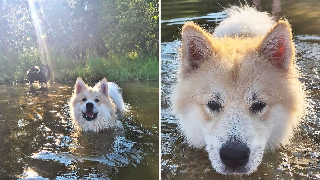 2507 - Koirat ja helle