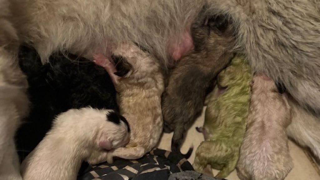 MTV Mintunvihreä koiranpentu 27.7.2025