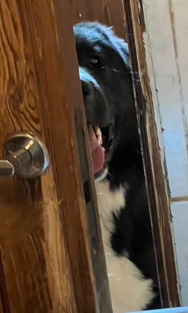 MTV Vihreän pentukoiran vanhemmat 27.7.2025