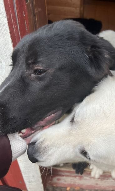 OMA Mintunvihreän koiranpennun vanhemmat 27.7.2025