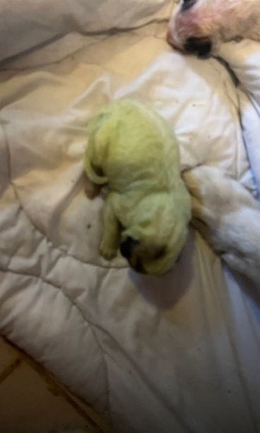 MTV Mintunvihreä koiranpentu vastasyntyneenä 27.7.2025