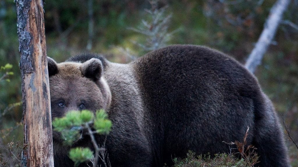 Pyhärannassa asutuksen lähistöllä liikkuu karhu. Kuvituskuva.