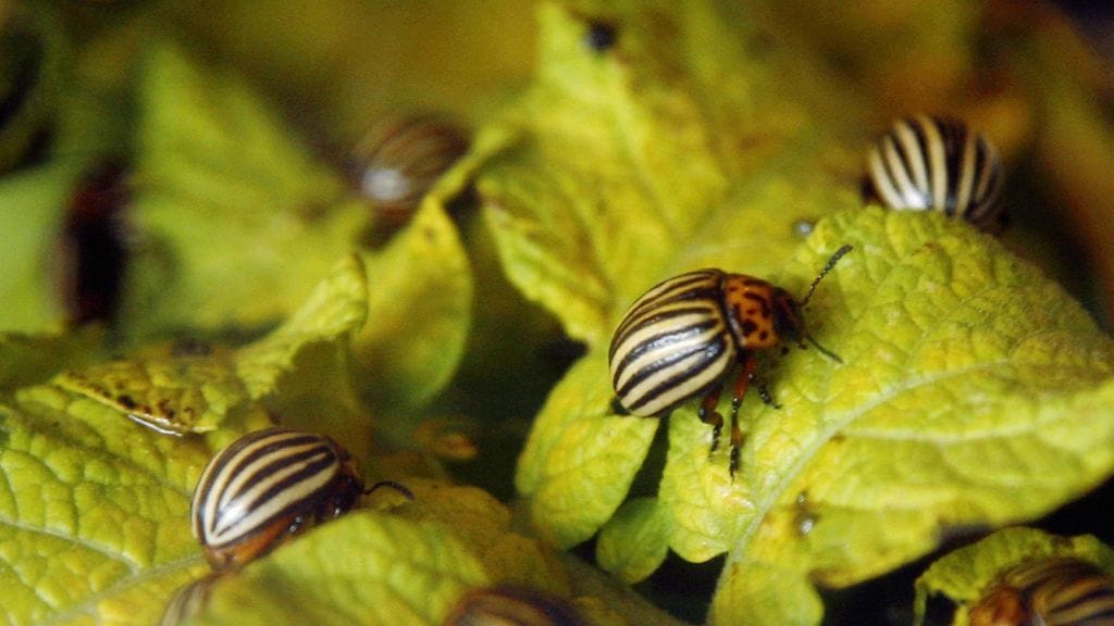 Lappeenrannasta löytyi todennäköisesti talvehtineita koloradonkuoriaisia.