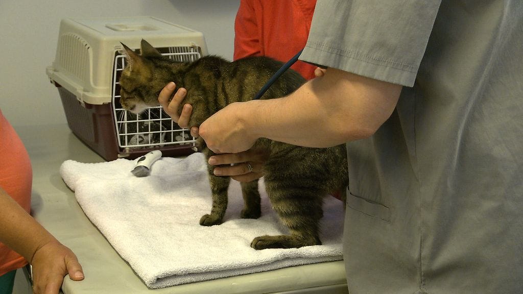 3007 VILI KISSA PRO BONO ELÄINLÄÄKÄRI 2